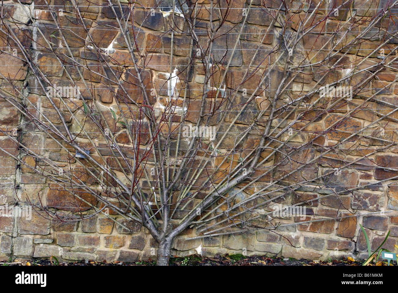FAN TRAINED FRUIT TREES AT RHS ROSEMOOR GARDEN DEVON PEACH PEREGRINE ON ST JULIEN A PHOTOGRAPHED WITH RHS PERMIT Stock Photo