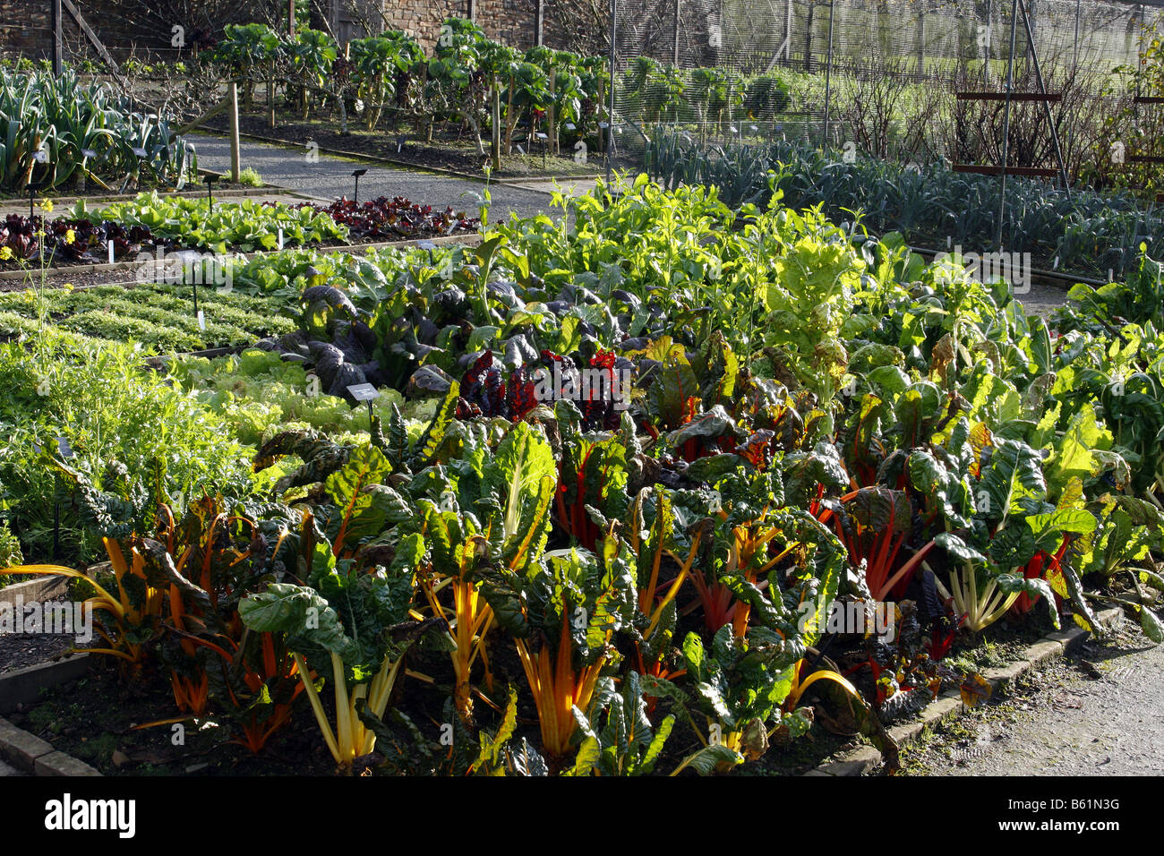 VEGETABLE BEDS AT RHS ROSEMOOR GARDEN DEVON PHOTOGRAPHED WITH RHS PERMIT Stock Photo