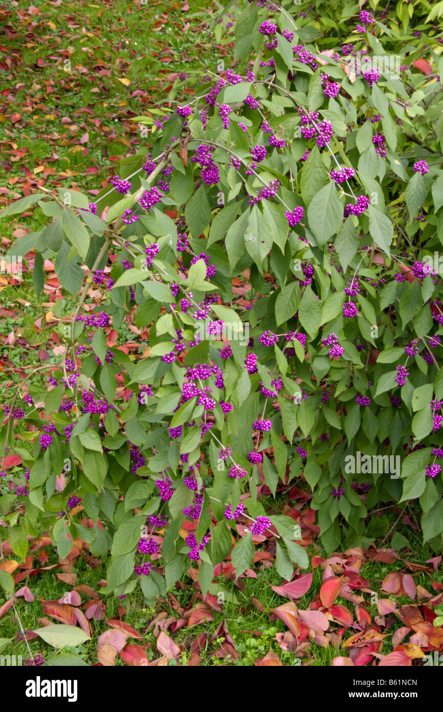 Japanese beautyberry (Callicarpa japonica Stock Photo - Alamy
