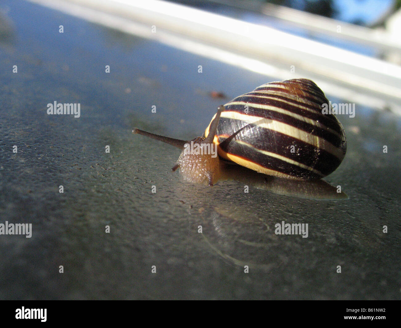 A common garden wood snail creeps along the glass of a greenhouse window Stock Photo