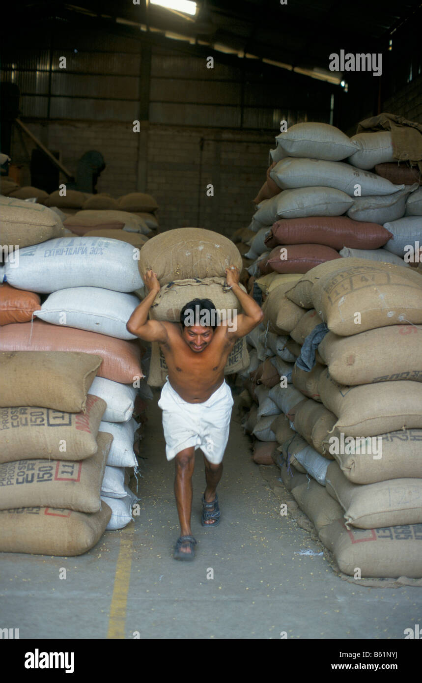 A Guatemalan worker carries two 60Kg bags of green coffee beans for ...