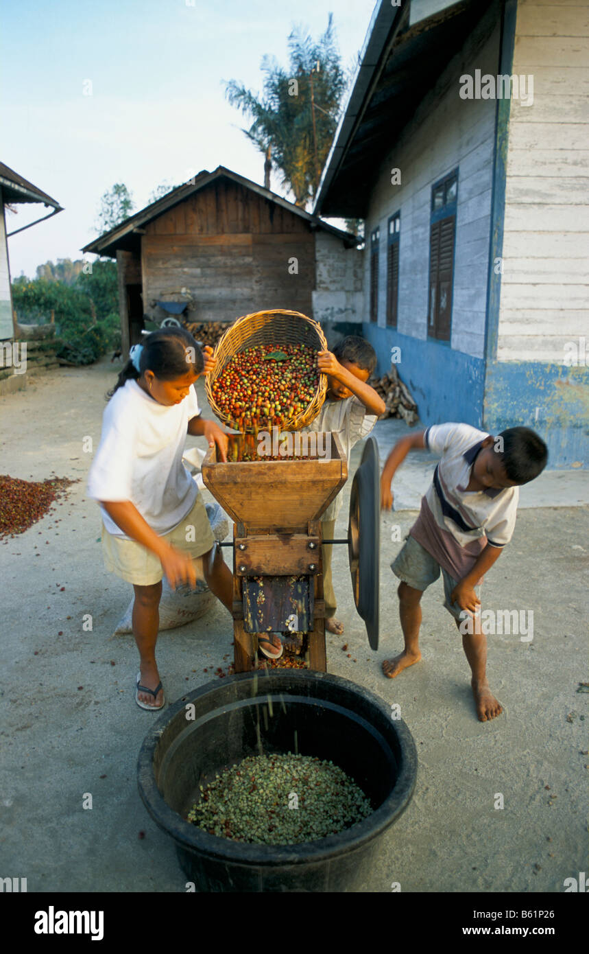 Sumatra Indonesia children operating a coffee cherry depulping machine