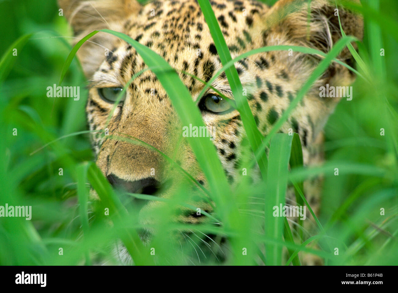 Leopard (Panthera pardus) hidden in green grass Stock Photo
