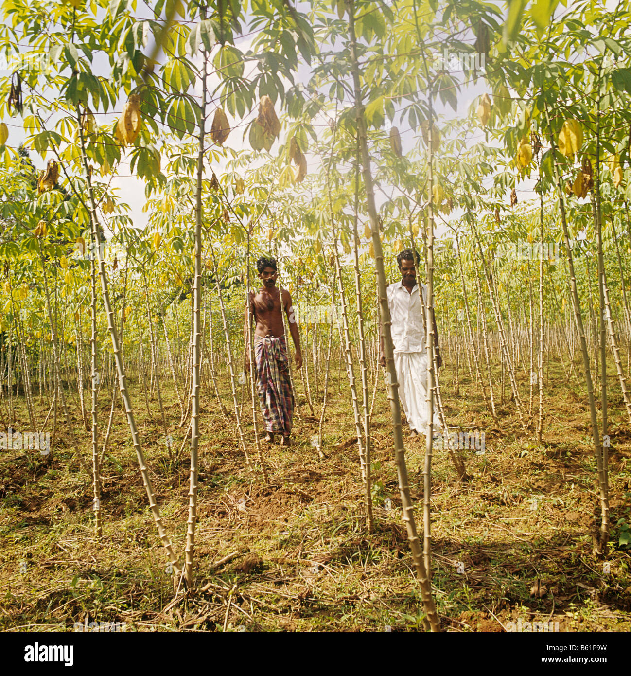Rice production in kerala hires stock photography and images Alamy