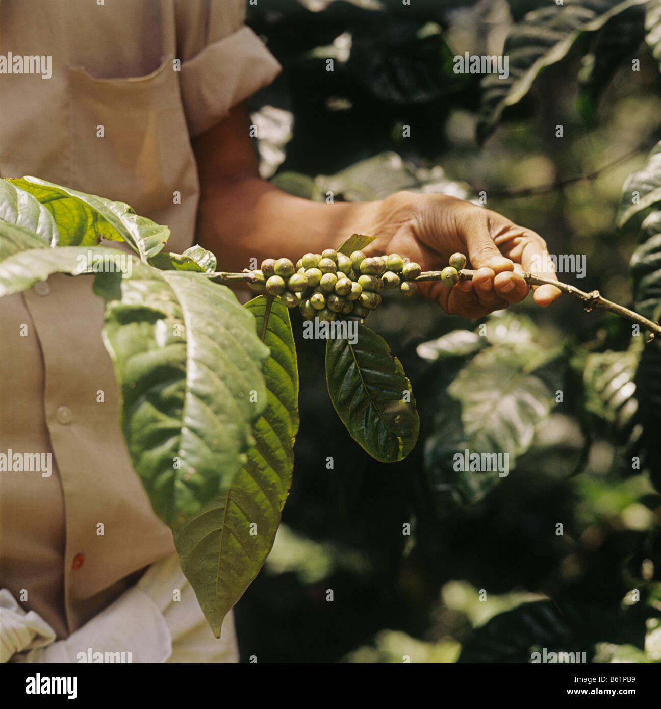 Kerala, India, Black Pepper, the products of Keralas rich land, known as black gold led to the colonisation of the sub continent Stock Photo