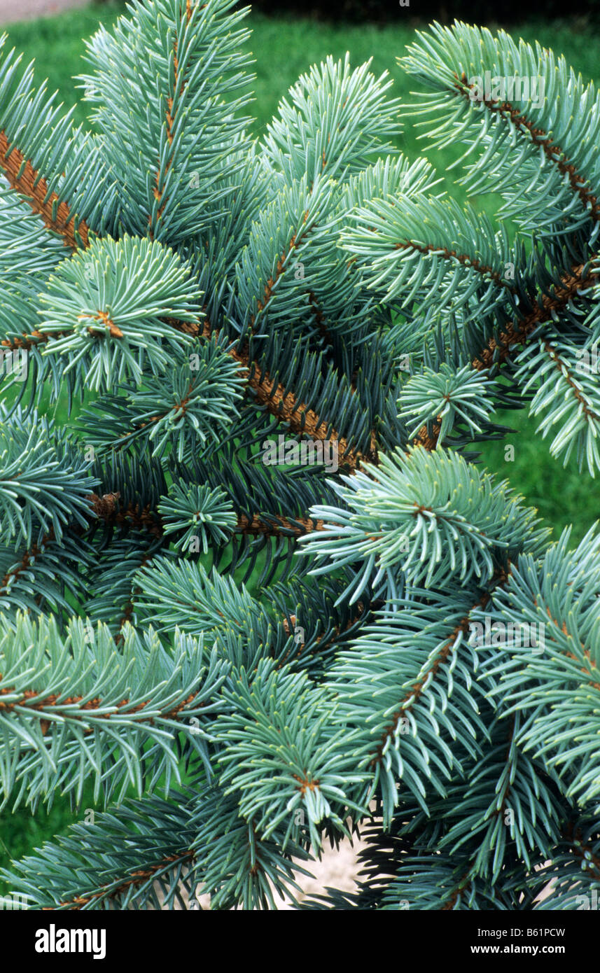 Picea pungens 'Schovenhorst' Colorado Spruce tree evergreen tree garden plant foliage evergreens Stock Photo