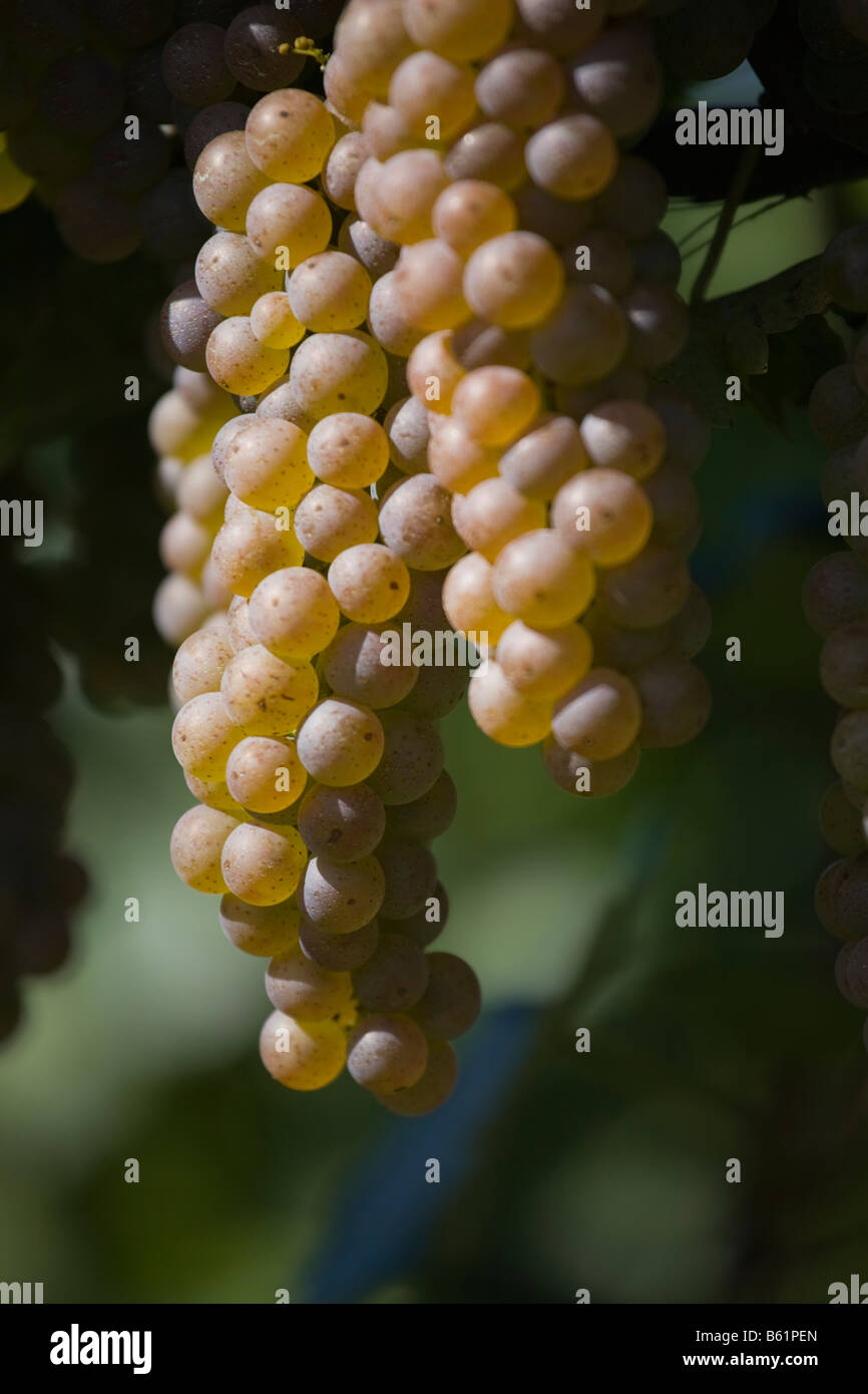 Ontario grapes hires stock photography and images Alamy