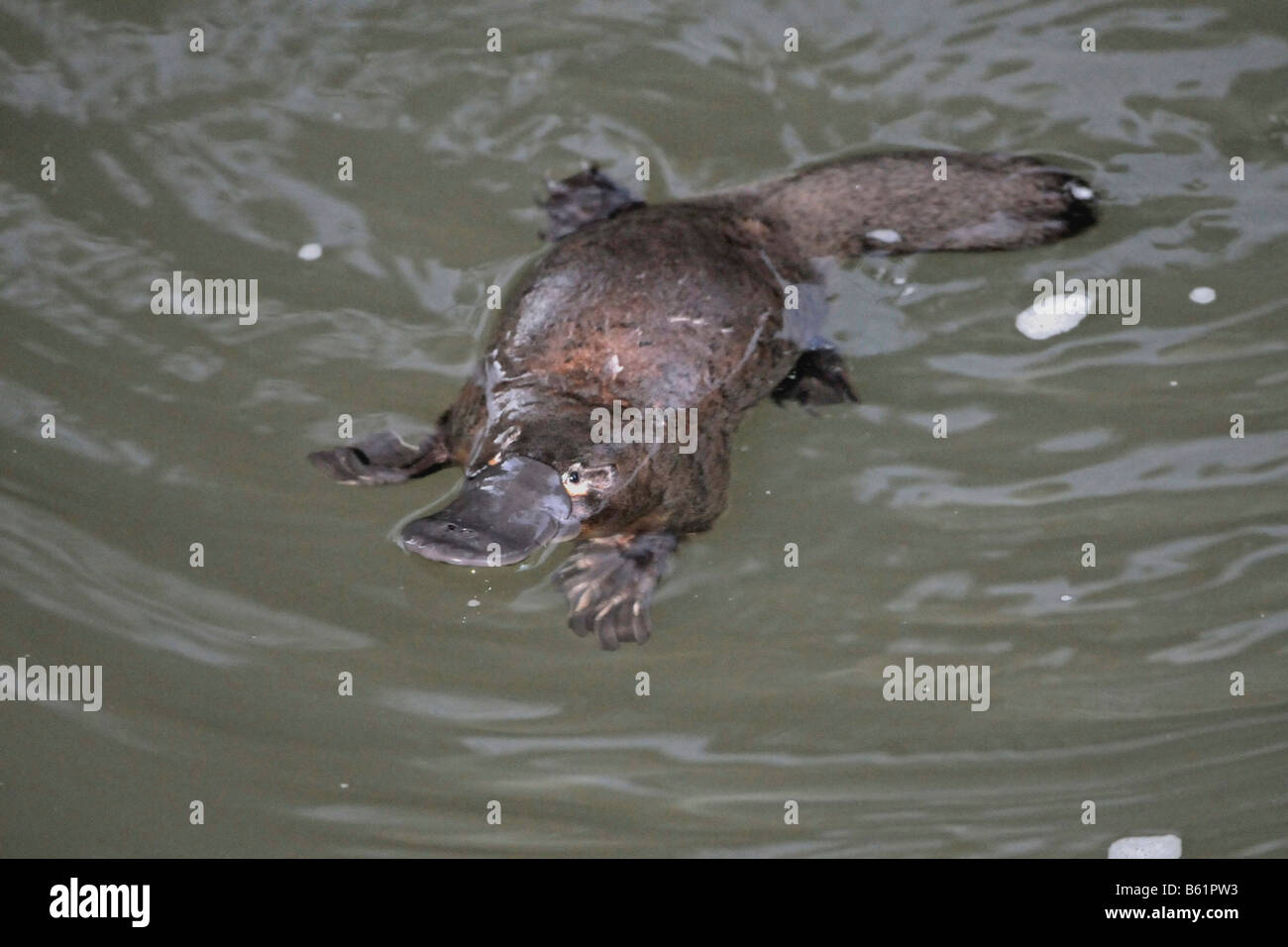 Platypus (Ornithorhynchus anatinus) in its natural habitat, very rarely