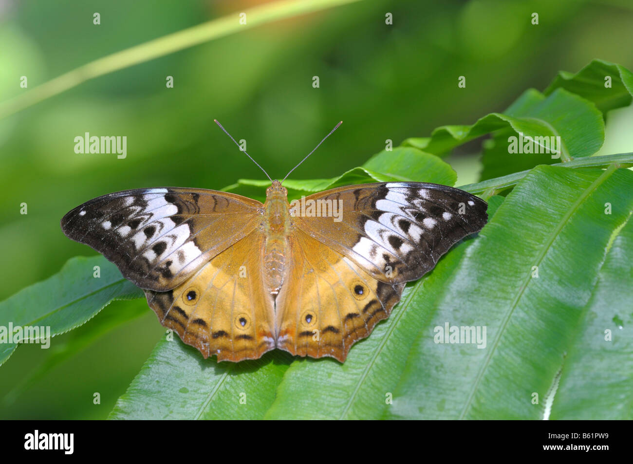 Cruiser Butterfly (Vindula arsinoe), female, Queensland, Australia Stock Photo