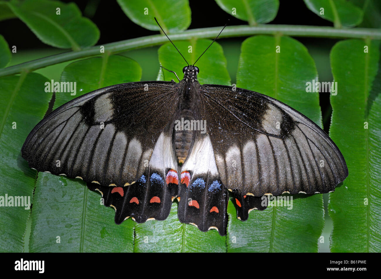 Orchard Swallowtail Butterfly (Papilio aegeus), female, Queensland, Australia Stock Photo