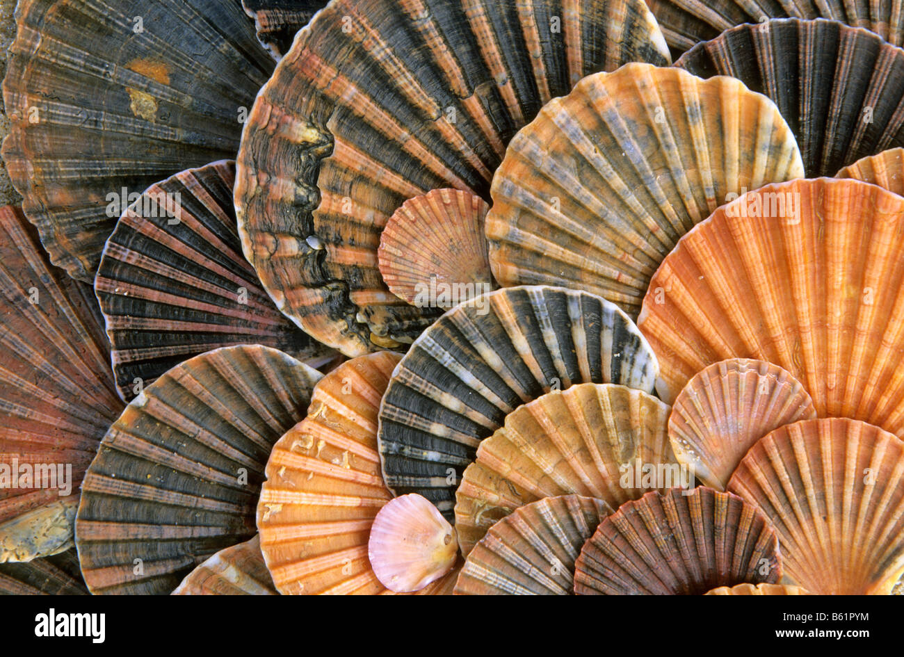 St.James Scallop, Great Scallop (Pecten jacobaeus), shells. Stock Photo