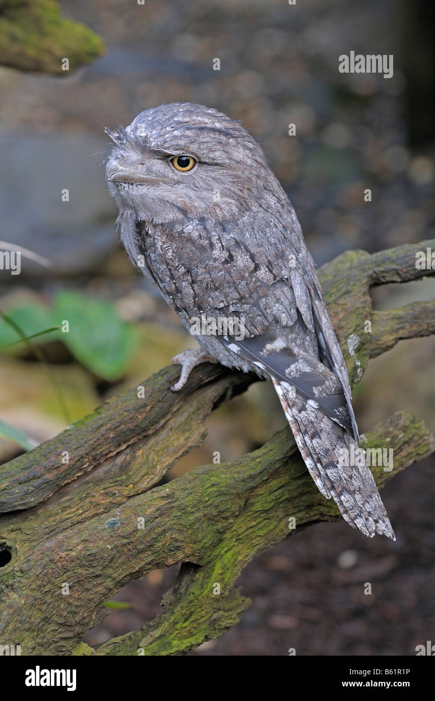 Tawny Frogmouth (Podargus strigoides), rare, Queensland, Australia Stock Photo