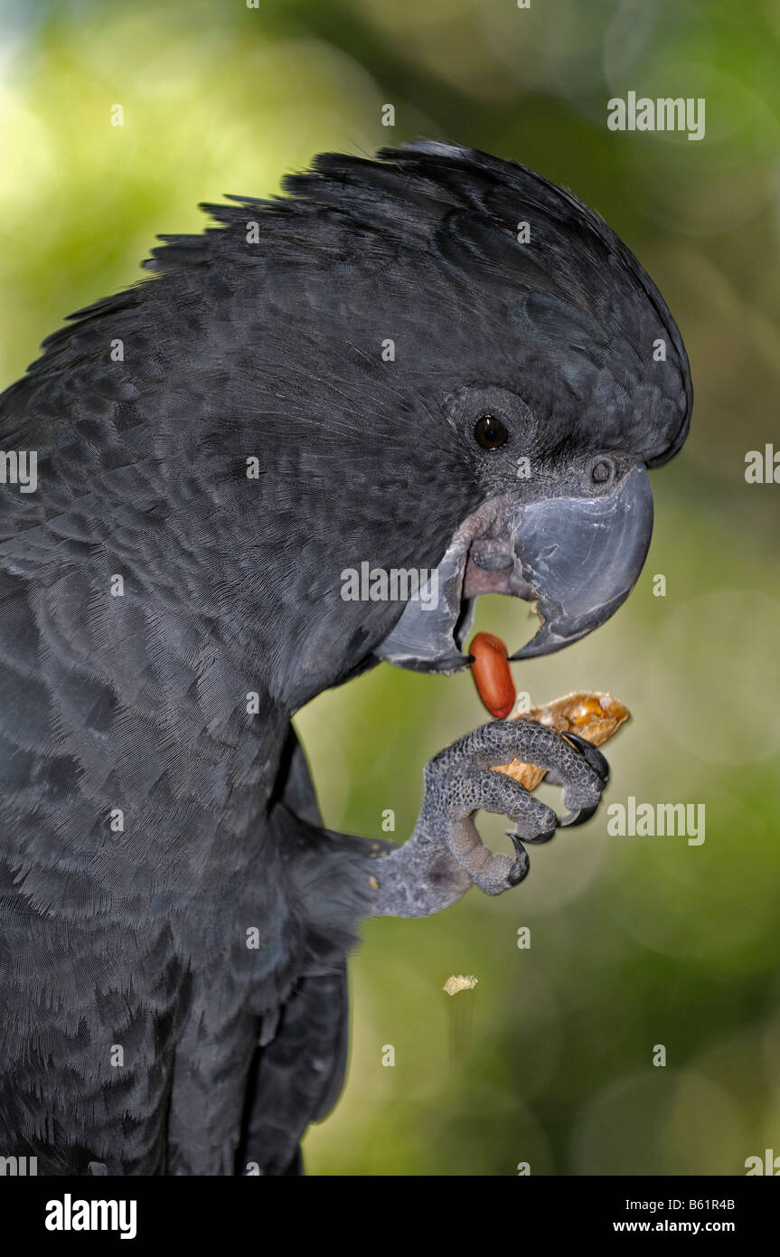 Red Tailed Black Cockatoo High Resolution Stock Photography and Images