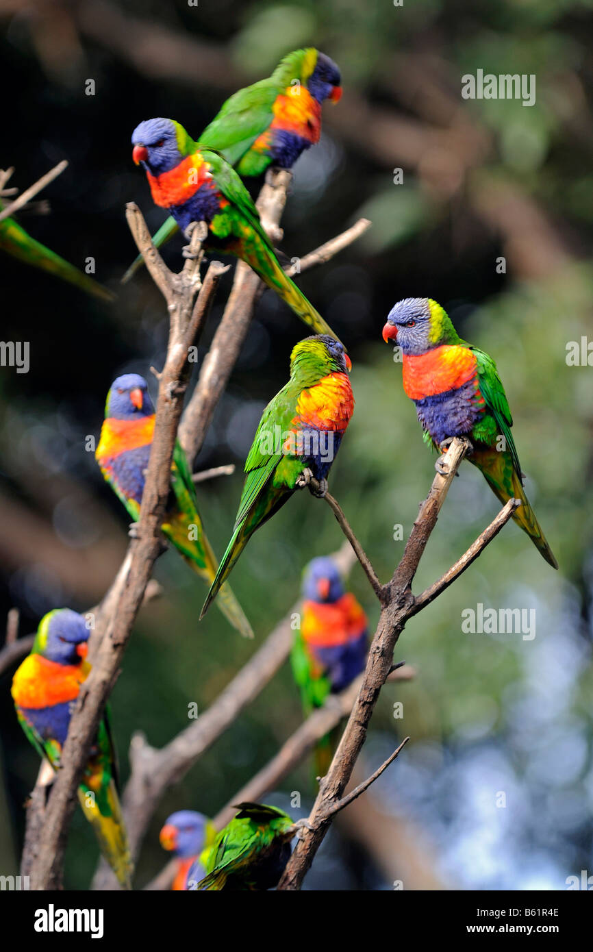 Flock of Rainbow Lorikeets (Trichoglossus haematodus), perched on a branch, Queensland, Australia Stock Photo