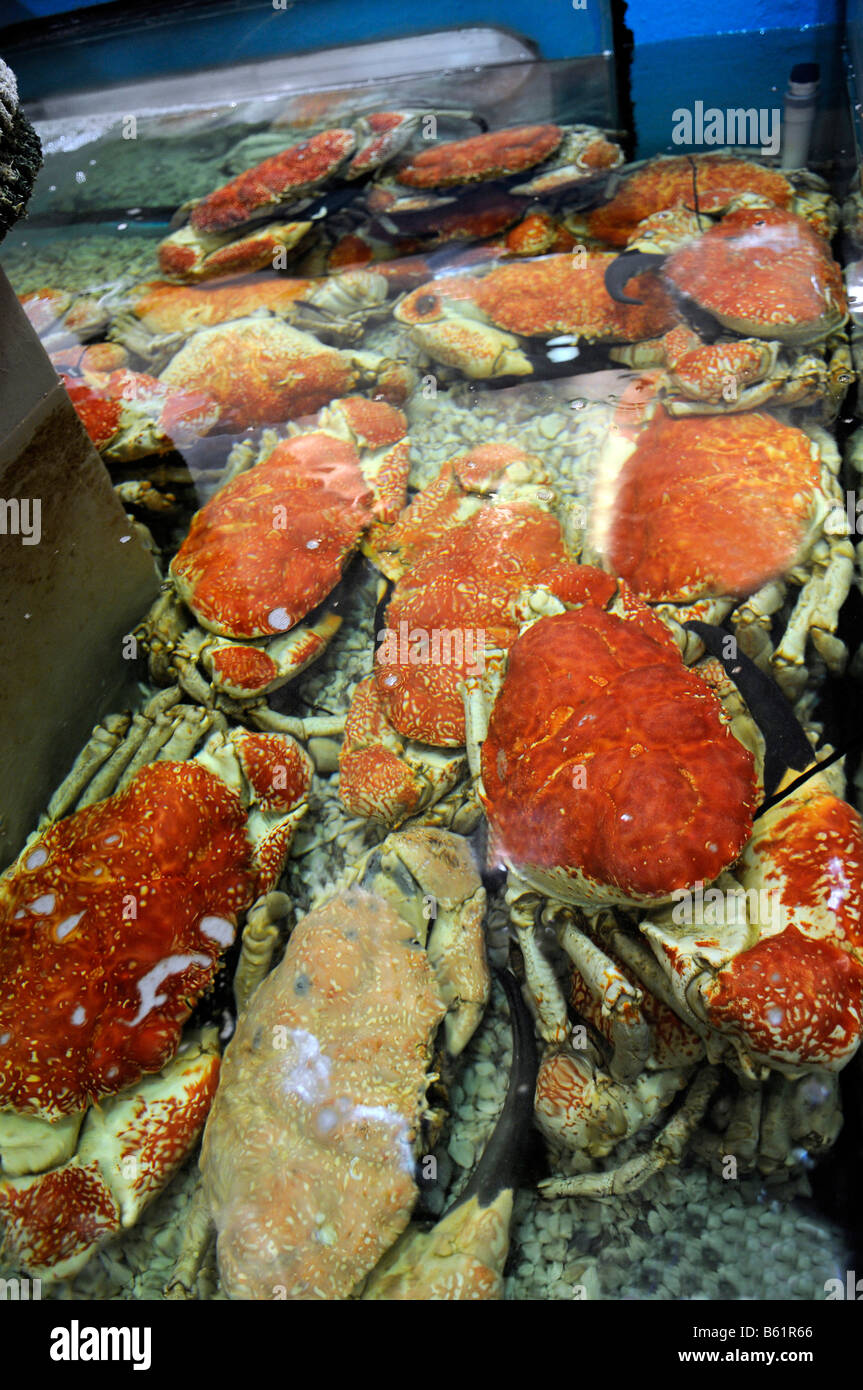 Giant living crabs, fish market, Sydney, Australia Stock Photo Alamy