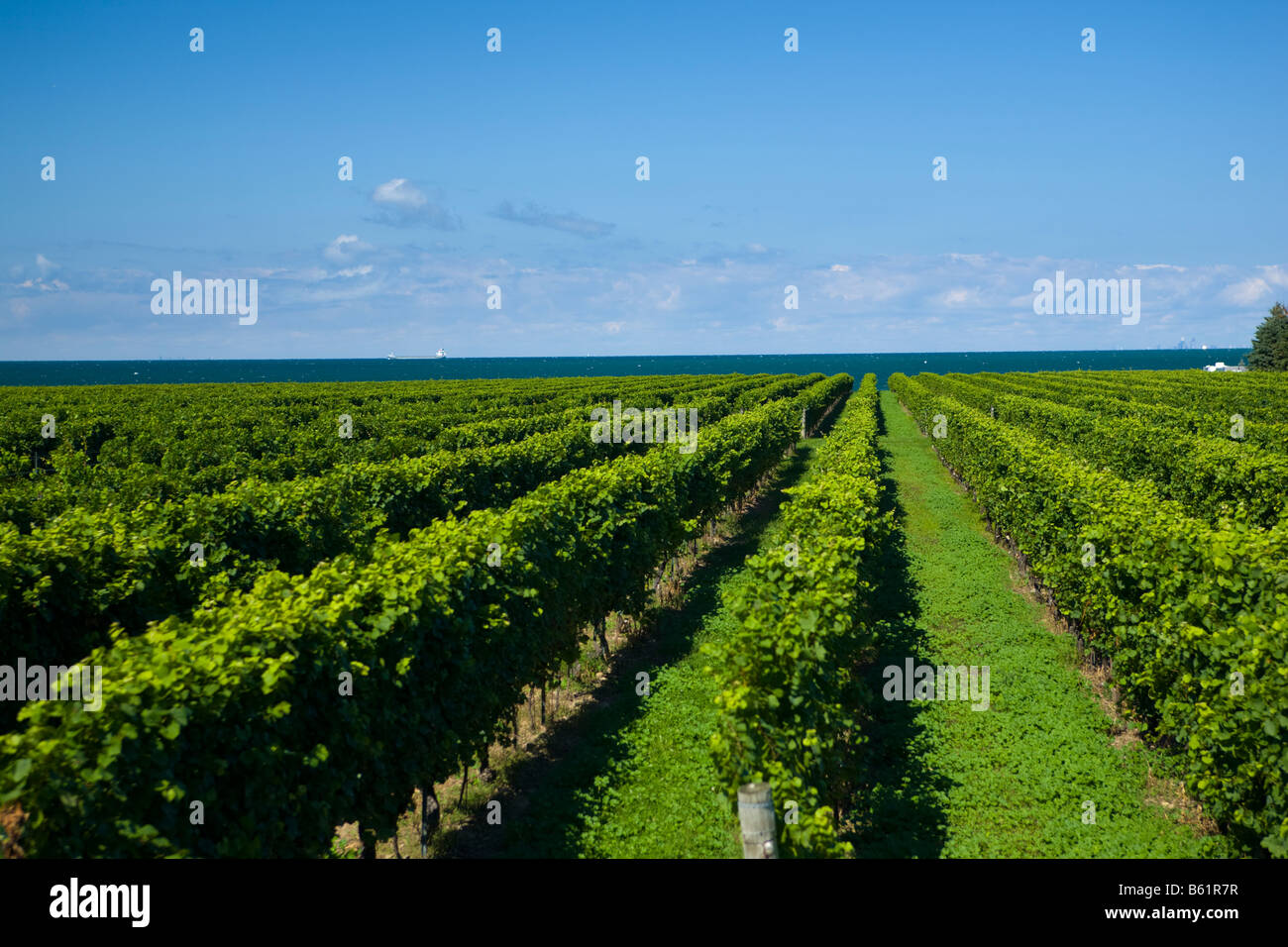 Rows of Grapevines summer. Niagara Peninsula Ontario Canada. Stock Photo