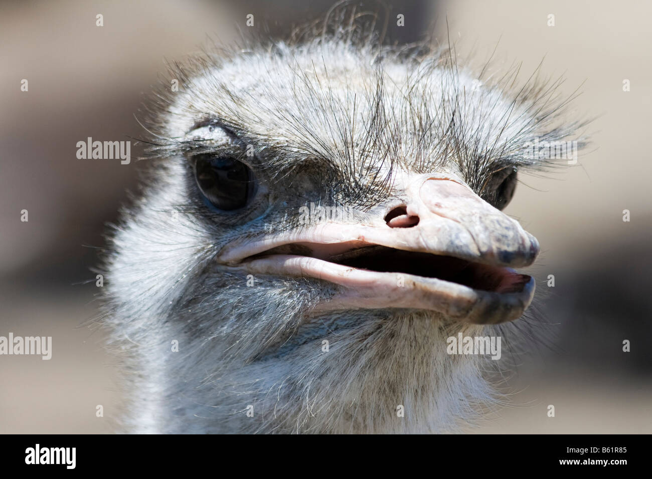 Vogel Strauss Ostrich Farm Malaga Animal Stock Photo Alamy