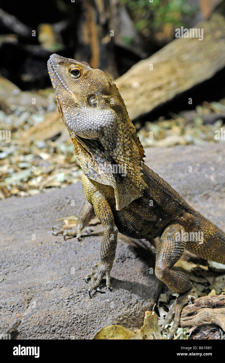 Frill-necked Lizard (Chlamydosaurus kingii), Northern Territory, Australia Stock Photo