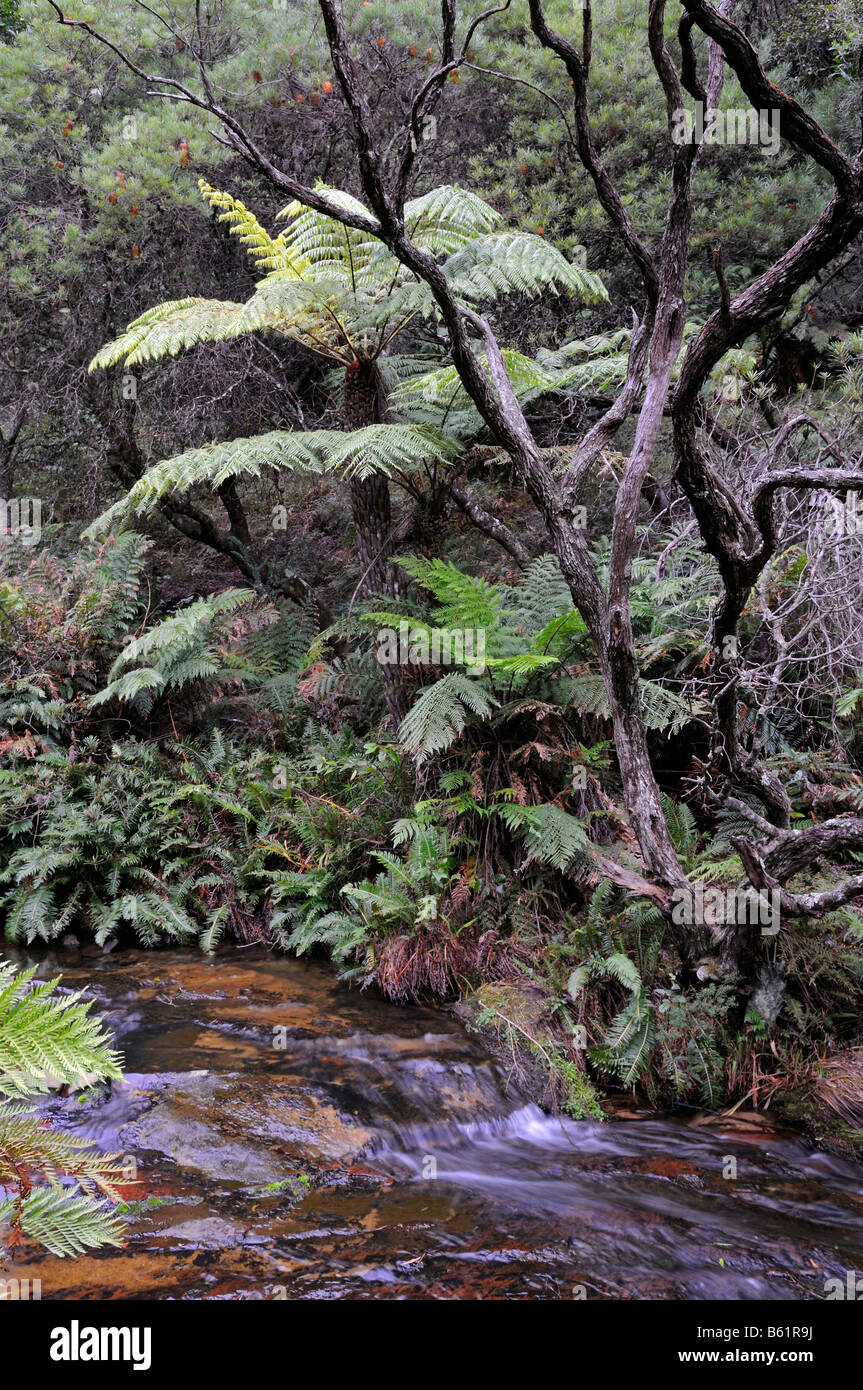 Waterfall with Rock Feltferns (Pyrrosia rupestris) in a temperate