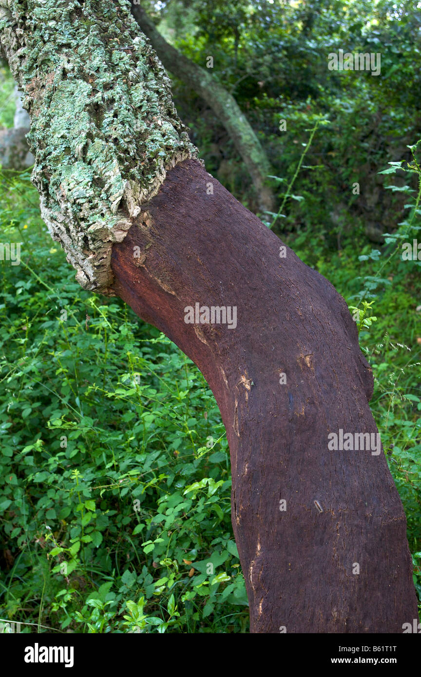 Half-peeled trunk of a Cork Oak (Quercus suber), Sardinia, Italy, Europe Stock Photo