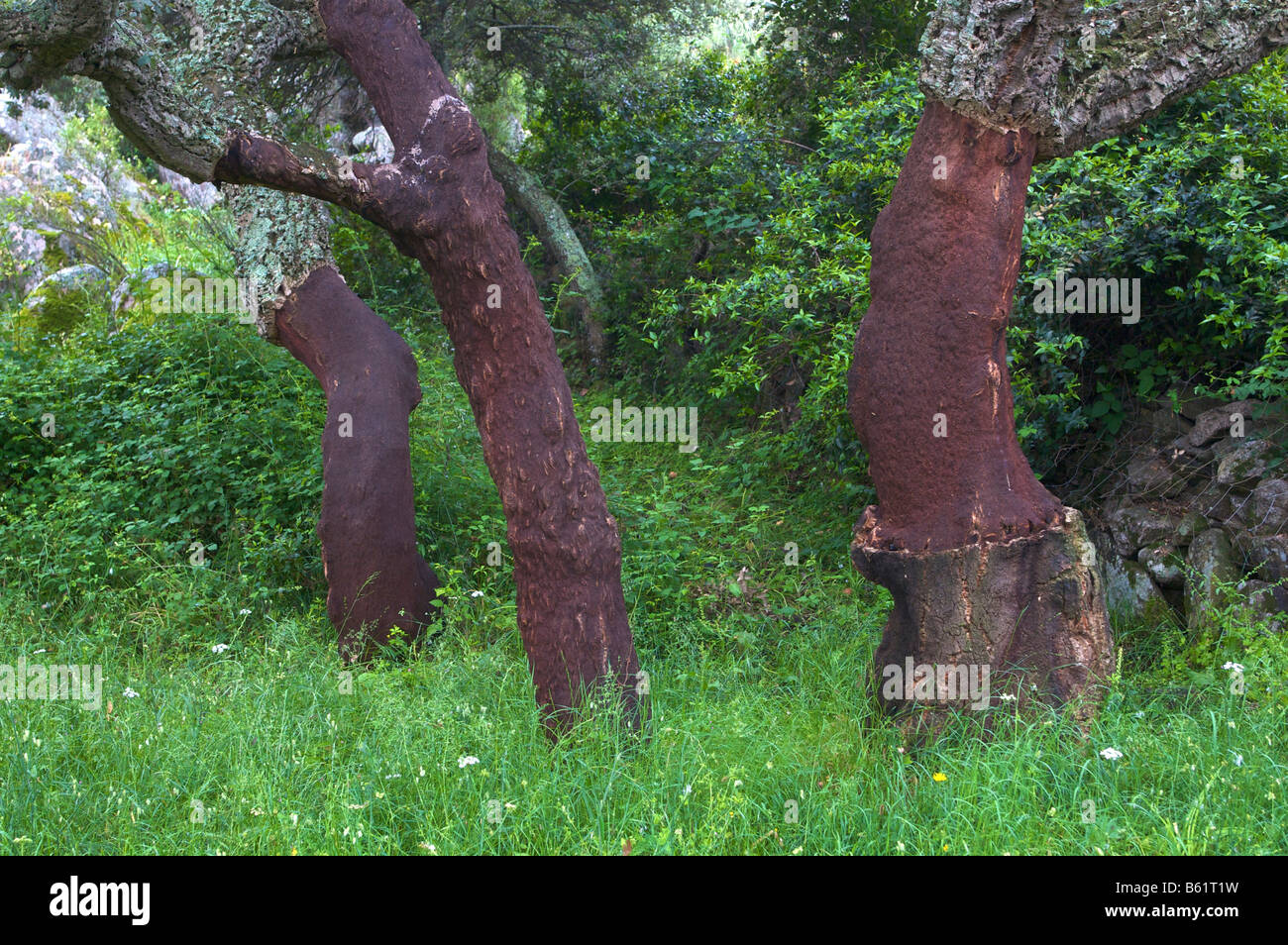 Harvested Cork Oak (Quercus suber), Sardinia, Italy, Europe Stock Photo