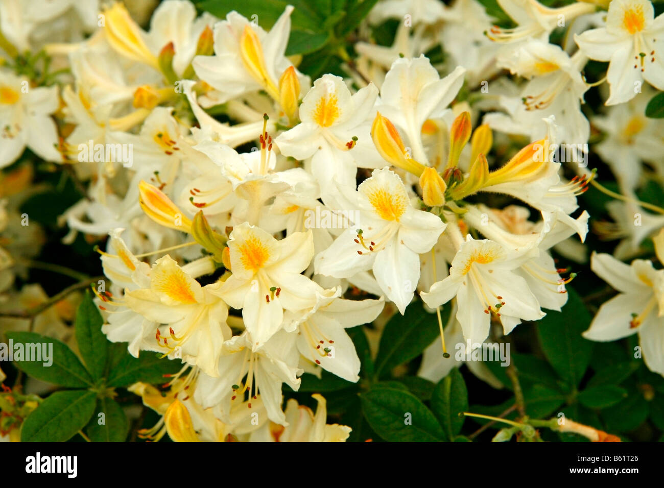 Rhododendron daviesii hi-res stock photography and images - Alamy
