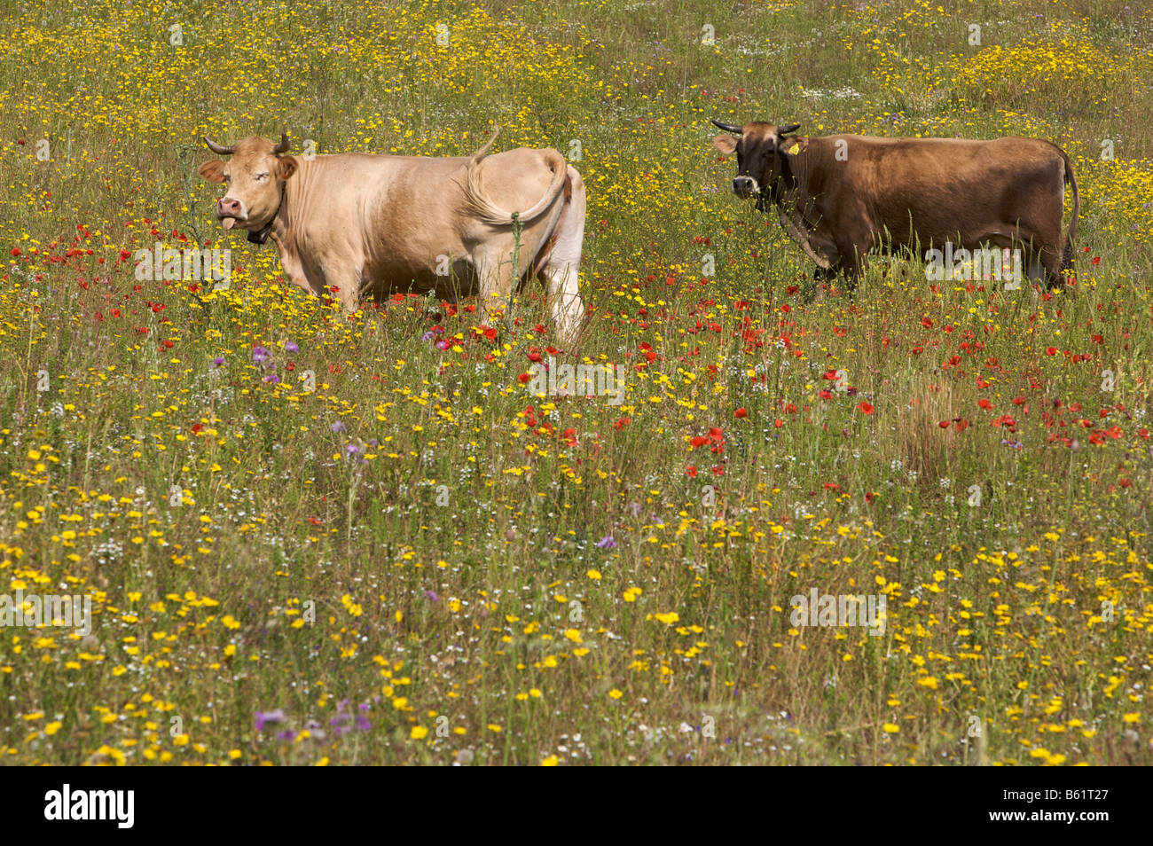 Cows standing in a flower meadow in Sardinia, Italy, Europe Stock Photo