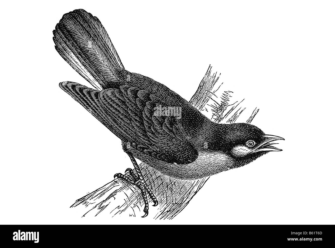 indicator bird (Indicator sparrmanni) Stock Photo