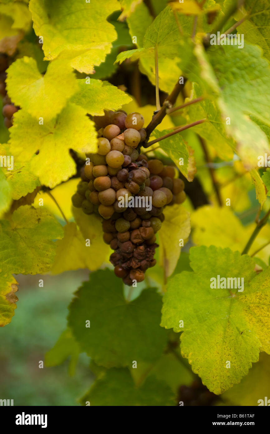 Late harvest grapes for ice wine Niagara Ontario Canada Stock Photo - Alamy