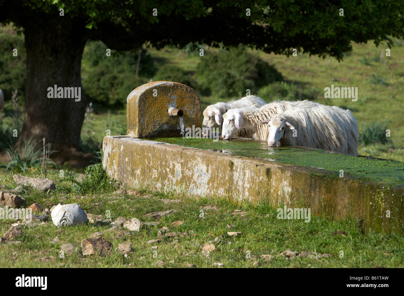 Sheep Water Trough