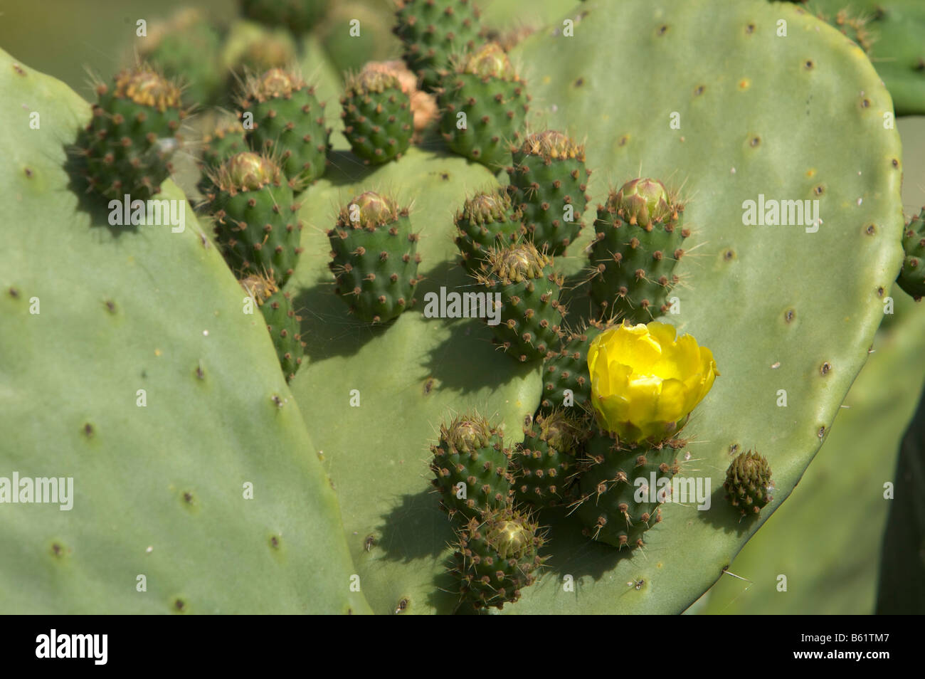 Indian Fig Opuntia Cactus (Opuntia ficus-indica) with a yellow flower Stock Photo