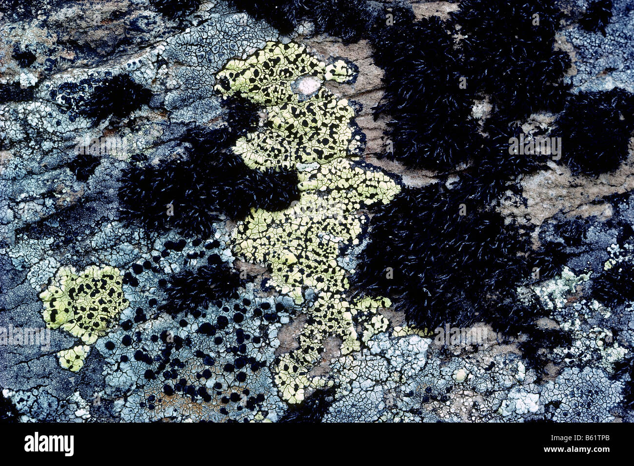 Black moss and lichens on a weatherbeaten rock, detail, Vatnafjoell, Iceland, Europe Stock Photo