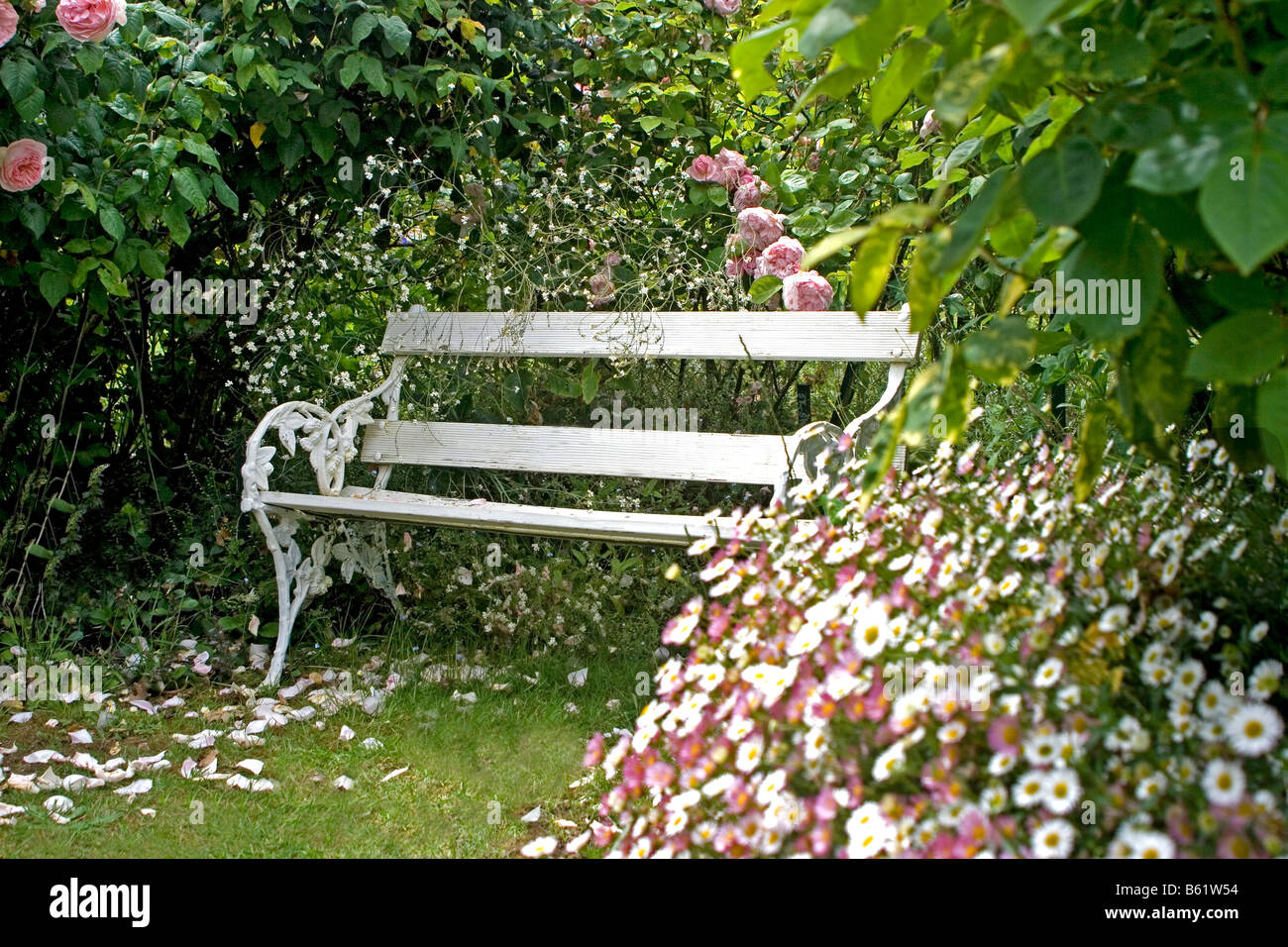White bench in a beautiful garden, surrounded by blooming roses and daisies, with flower petals scattered on the grass. Stock Photo