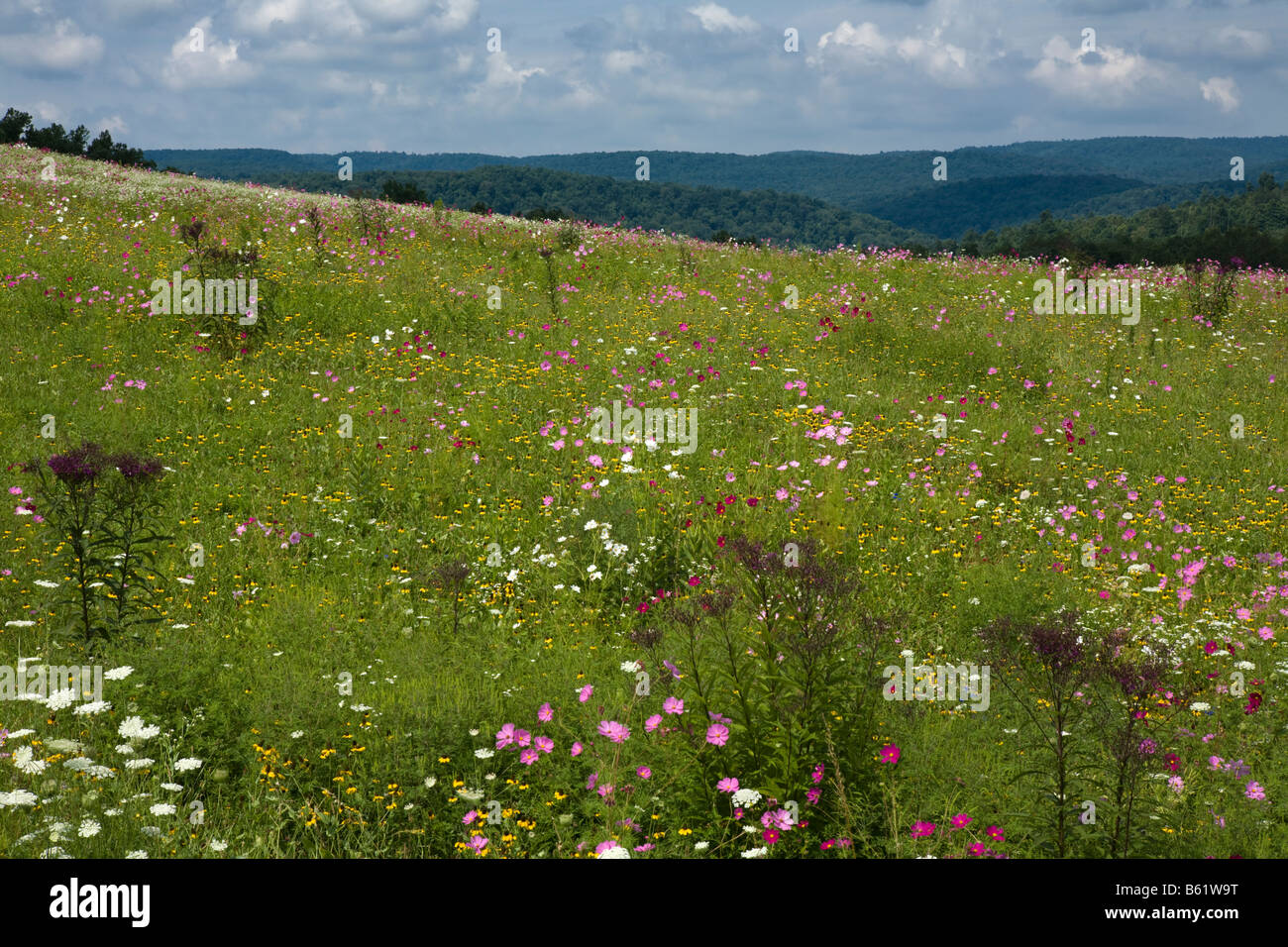 Wildflowers Laurel Highlands region of Southwest Pennsylvania Stock