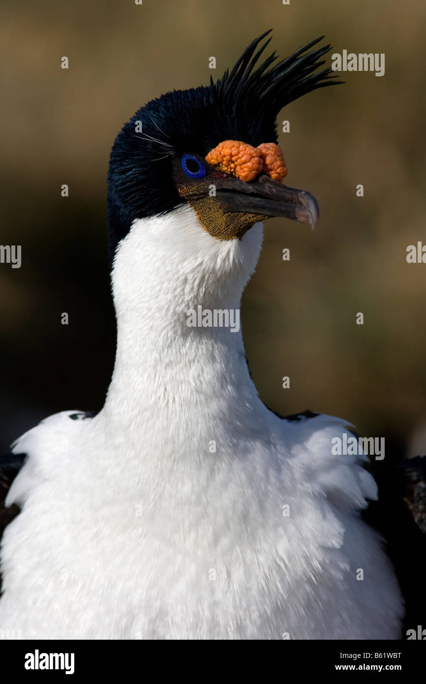 King Cormorant (Phalacrocorax atriceps) in mating plumage, New Island