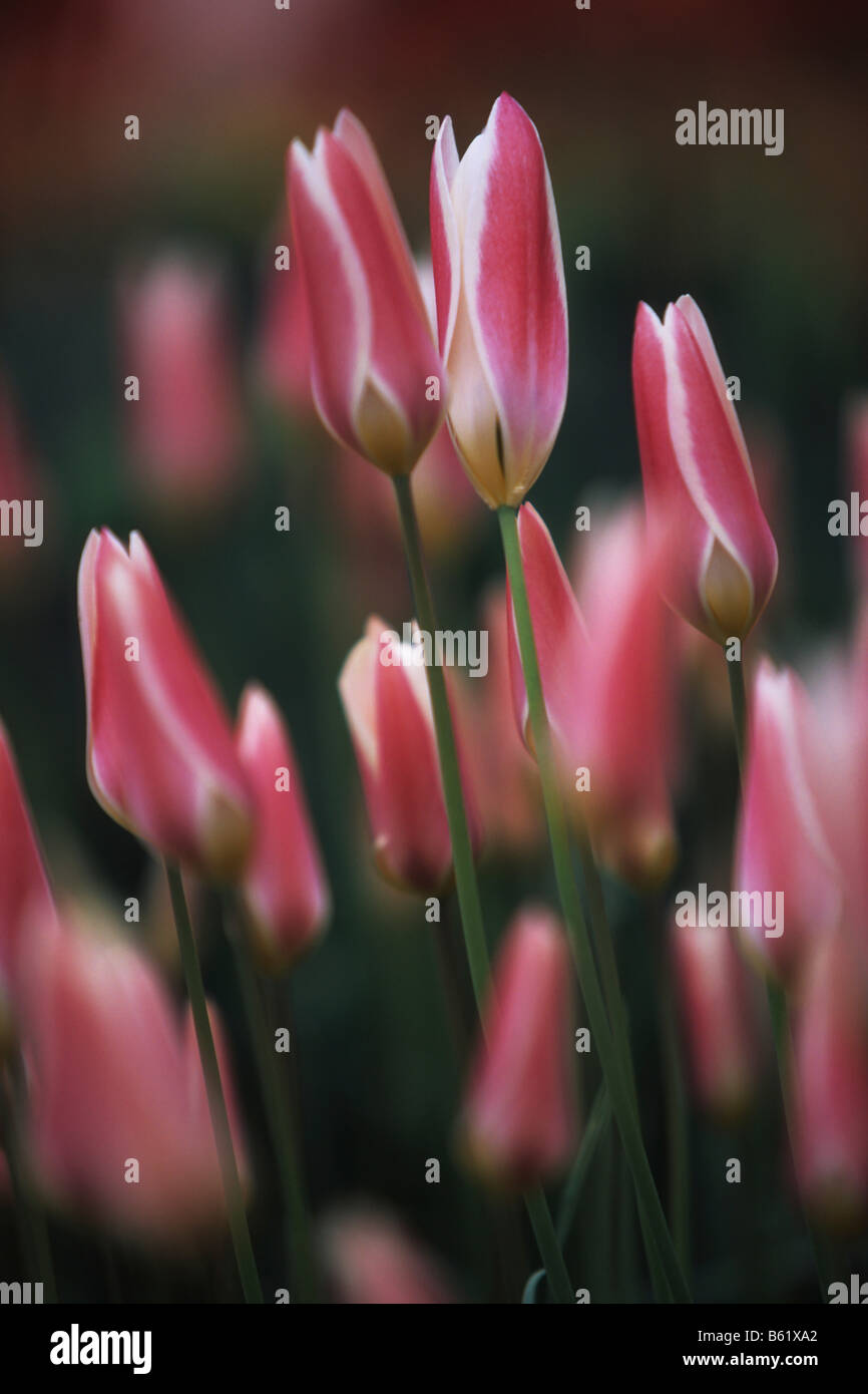 Didier's Tulip (Tulipa gesneriana), Keukenhof, Netherlands, Europe Stock Photo