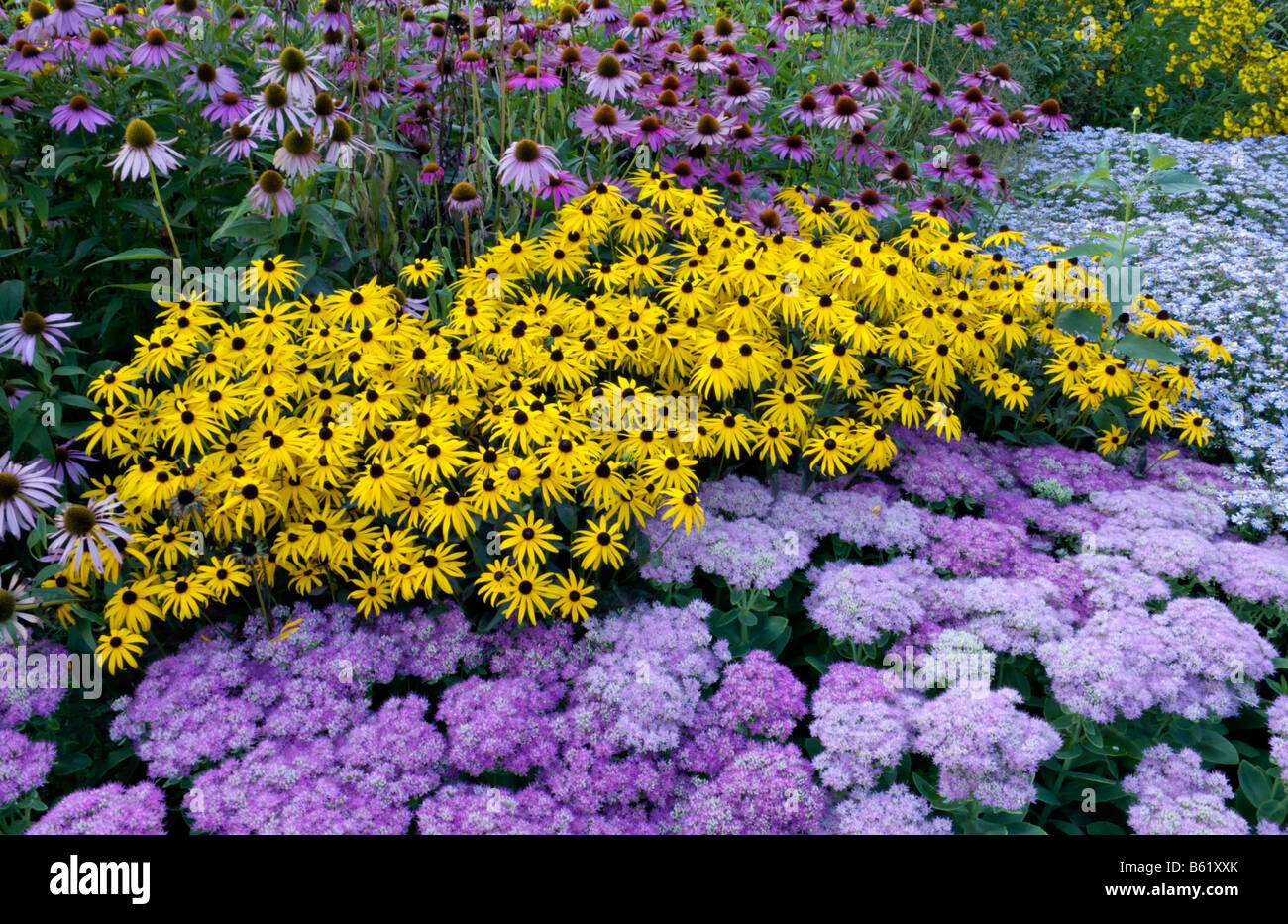 Orange cone flowers (Rudbeckia fulgida), stonecrops (Sedum), cone