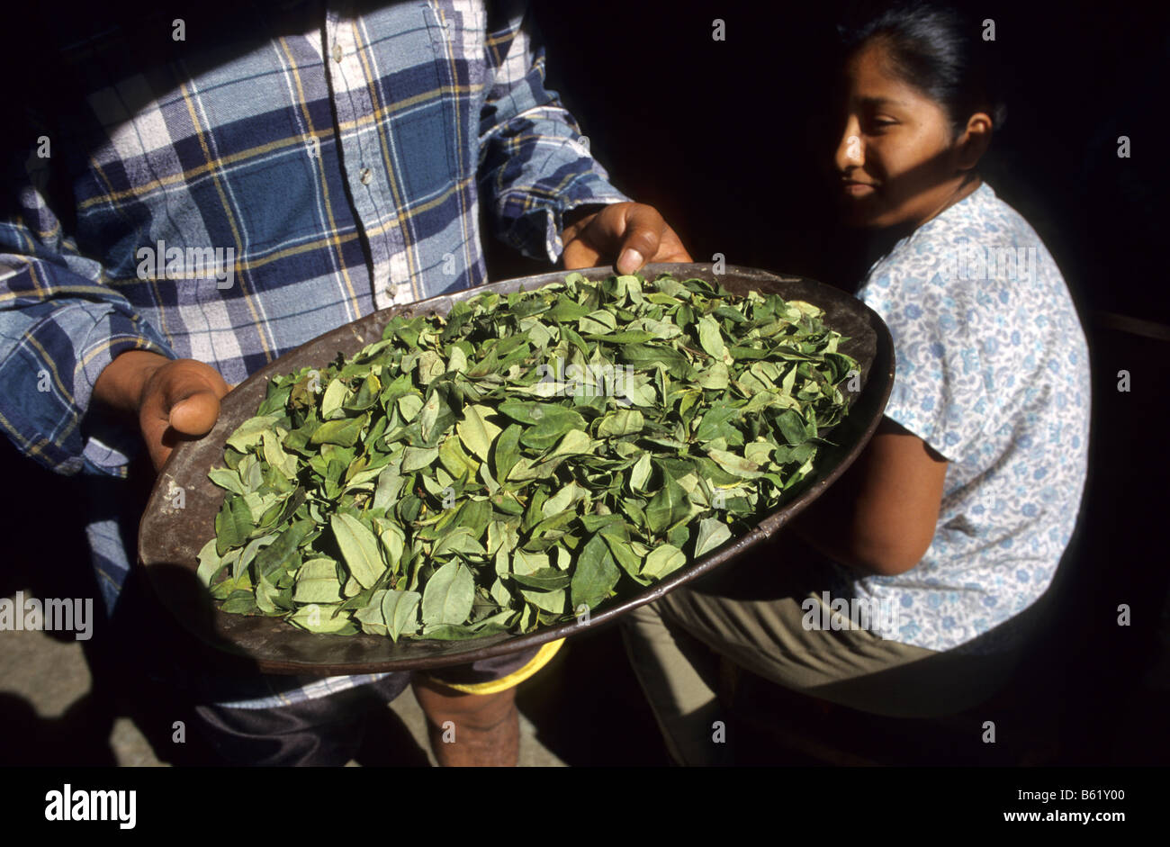 Coca leaves for traditional use in a shop of Coroico village Los Yungas Bolivia Stock Photo