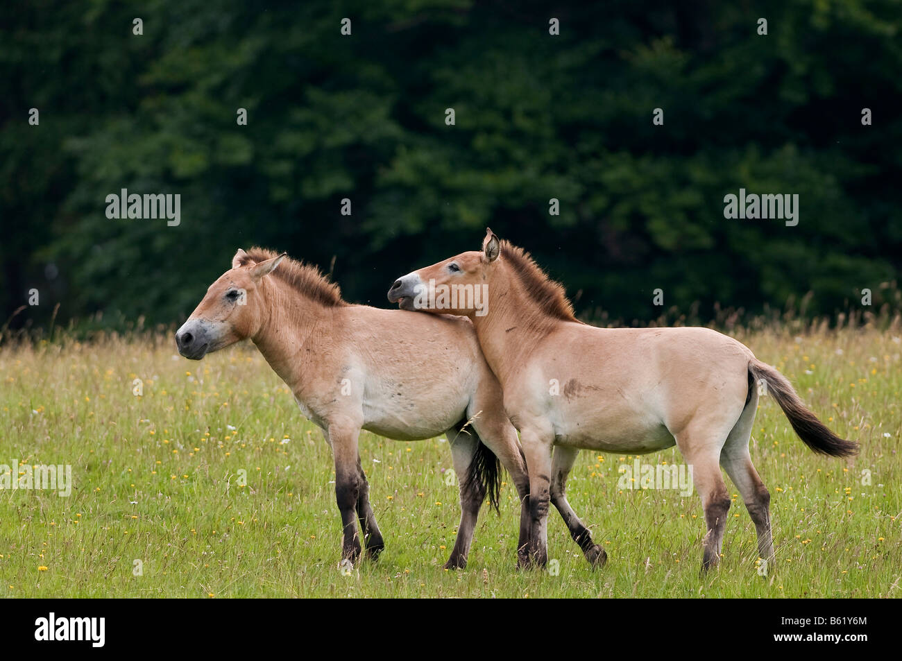 Przewalski's Horse, Asian Wild Horse or Mongolian Wild Horse (Equus ferus przewalskii), outdoor