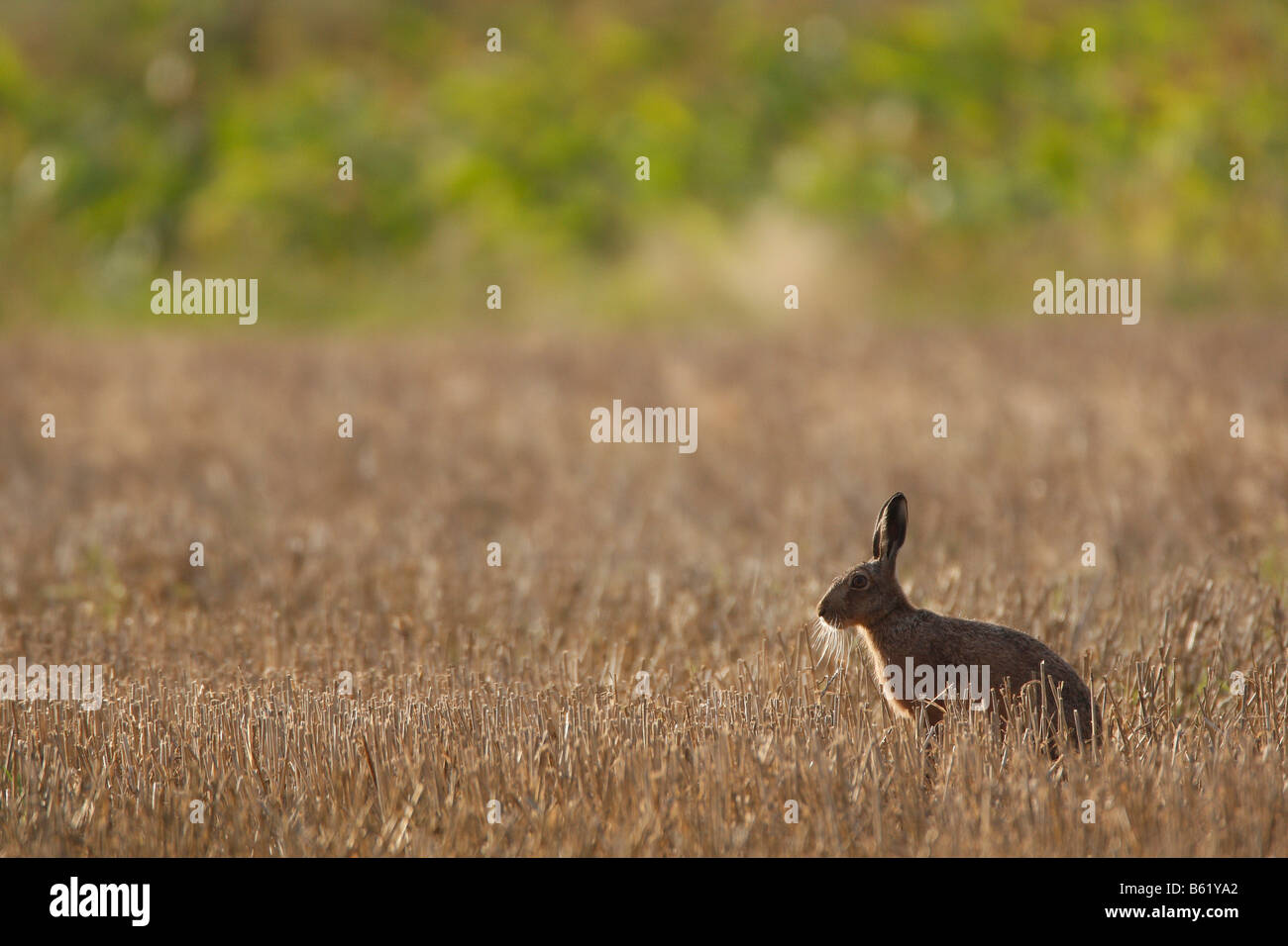 European or Brown Hare (Lepus europaeus), Foehr, Schleswig-Holstein, Germany, Europe Stock Photo