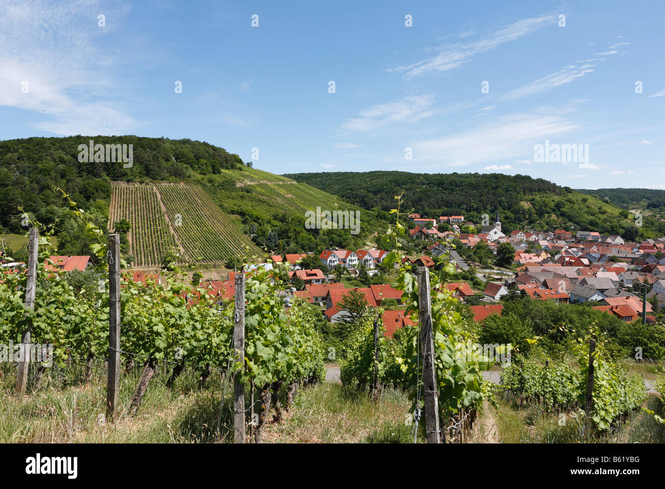 Vineyard in Ramsthal, Rhoen, Lower Franconia, Bavaria, Germany, Europe Stock Photo