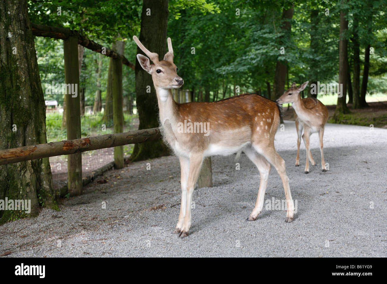 Fallow Deer (Dama dama) in the Wildpark Klaushof, Bad Kissingen, Rhoen, Bavaria, Germany, Europe Stock Photo