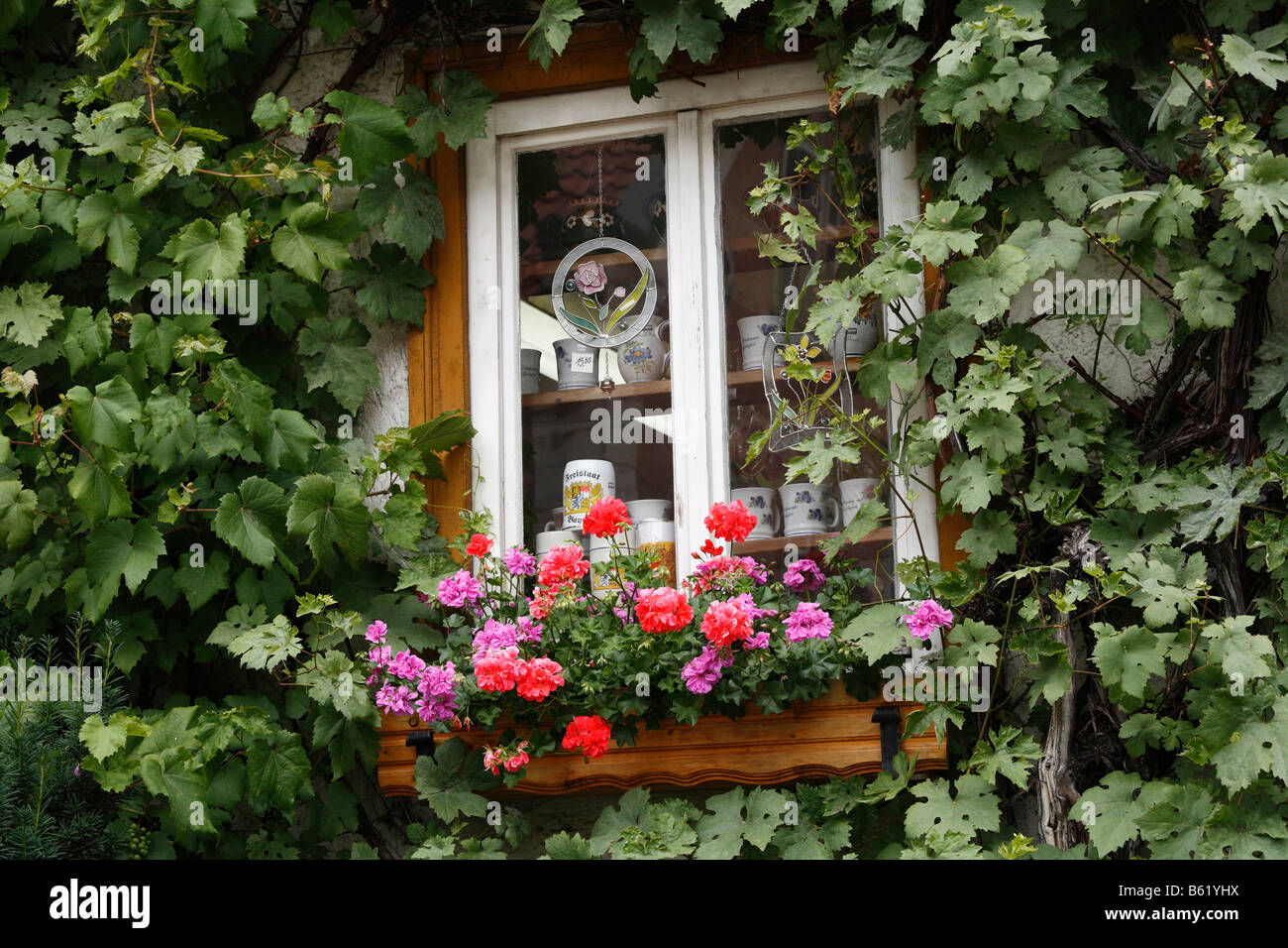 Shop window with geraniums entwined with wild vine, Bad Brueckenau, Rhoen Mountains, Lower Franconia, Bavaria, Germany, Europe Stock Photo