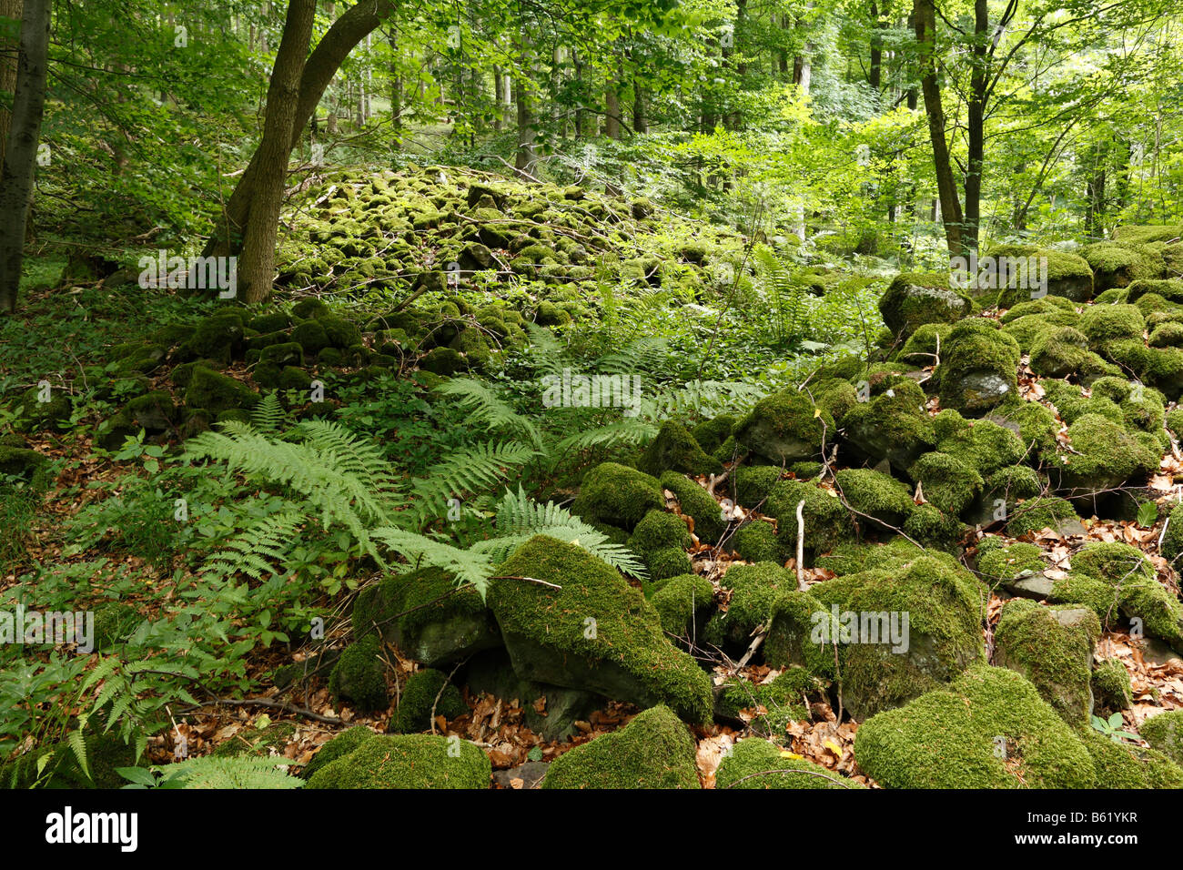Moss covered stones, basalt boulder field at Mettermich near Schondra, Rhoen, Lower Franconia, Bavaria, Germany, Europe Stock Photo