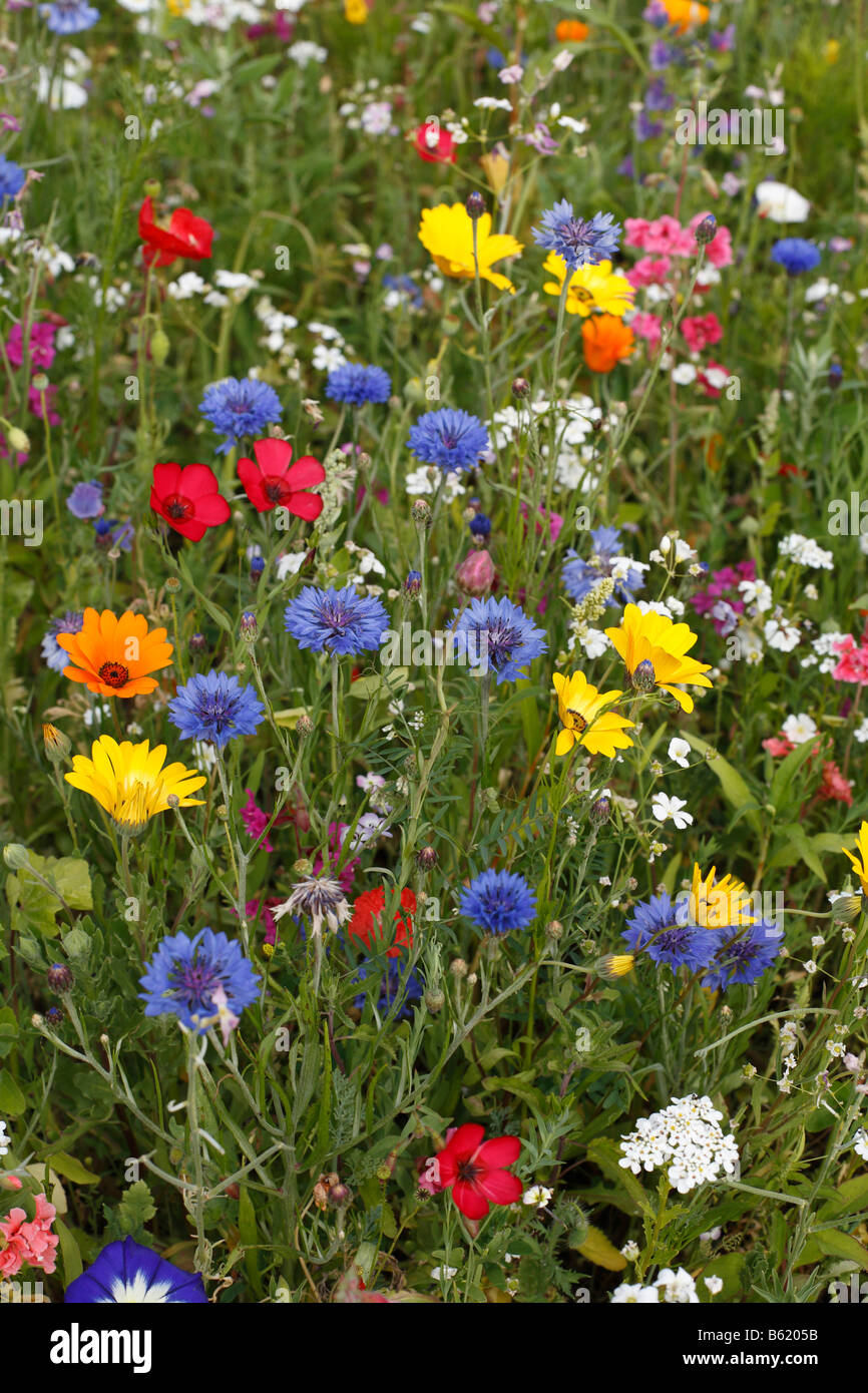 Colourful flower meadow with cornflowers and others, Germany Stock Photo