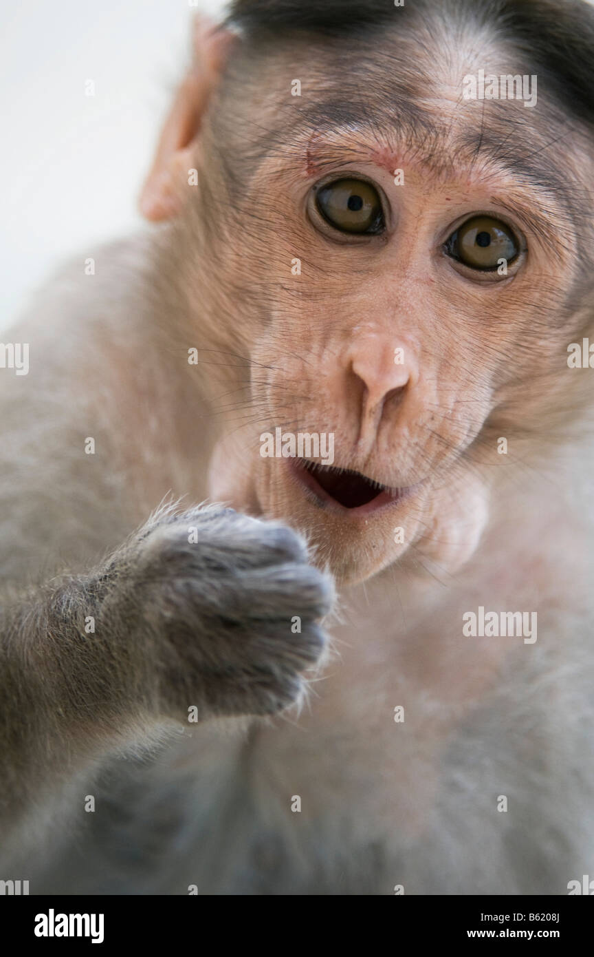 Macaca radiata. Portrait of a young bonnet macaque monkey looking surprised. Andhra Pradesh, India Stock Photo