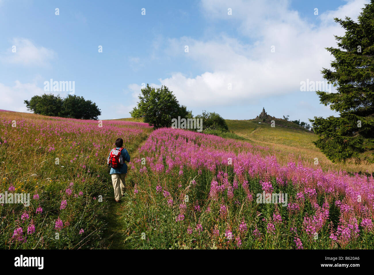 Woman with a rucksack on a footpath, to the left and right Fireweed or Rosebay Willowherb (Epilobium angustifolium), in the bac Stock Photo