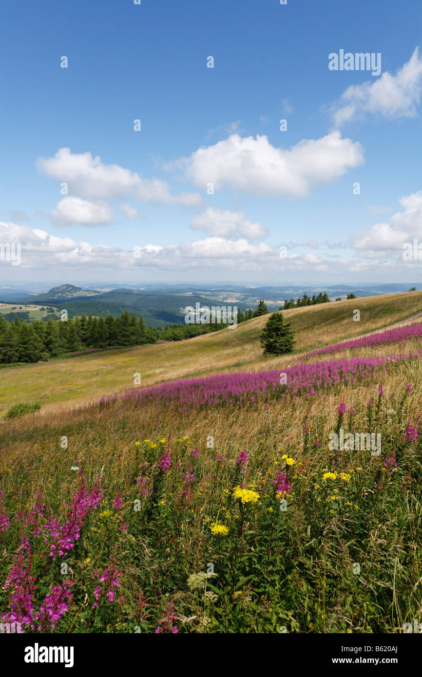 View from the Wasserkuppe plateau, lookin northwest, with the pink blossoms of Fireweed or Rosebay Willowherb (Epilobium angust Stock Photo