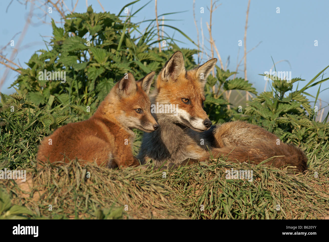 Red Foxes (Vulpes vulpes) Stock Photo