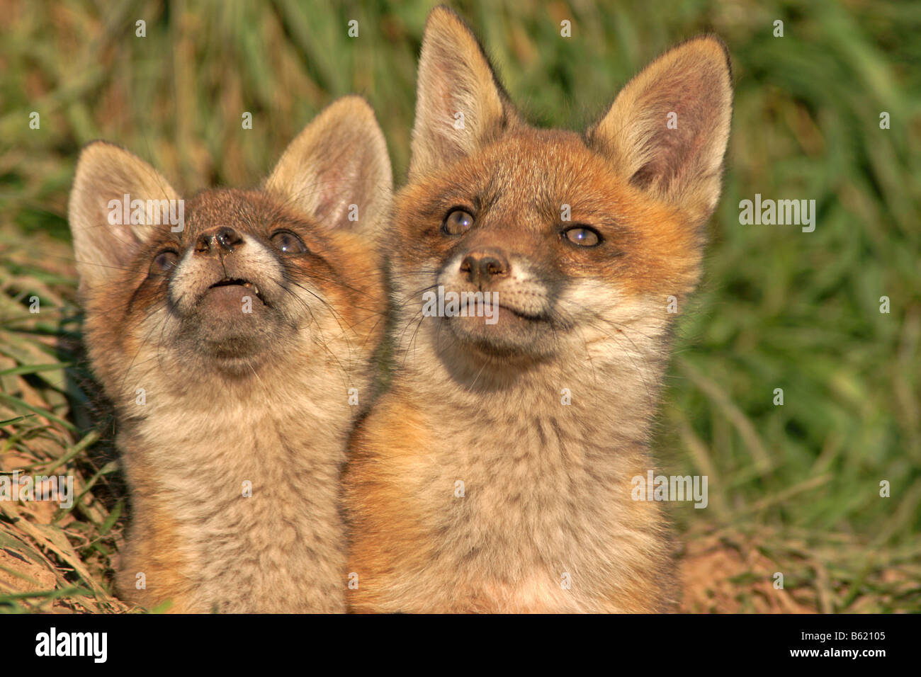 Red Foxes (Vulpes vulpes) Stock Photo